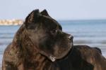 THOR (LO1047366)