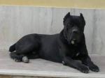 ESCULAPIO