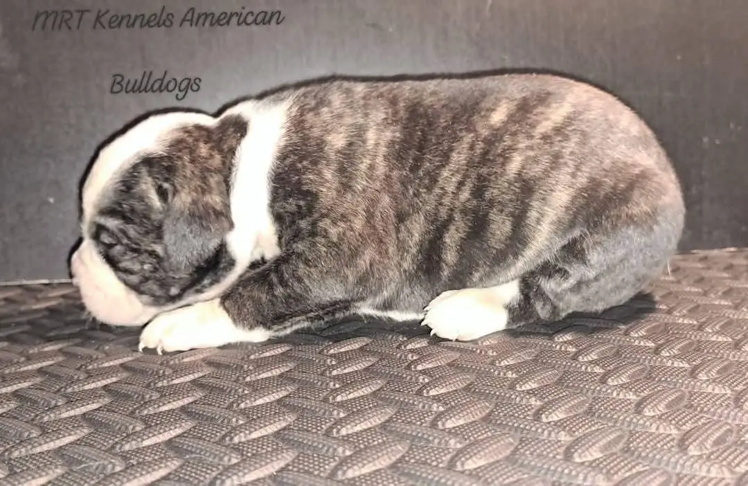 MRT'S Valkyrie aka Shilow