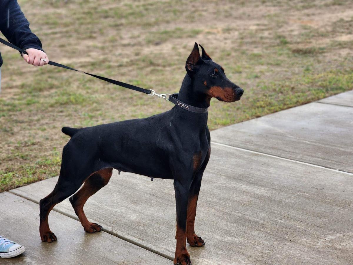 Absolute K9s Midnight Sky Nova
