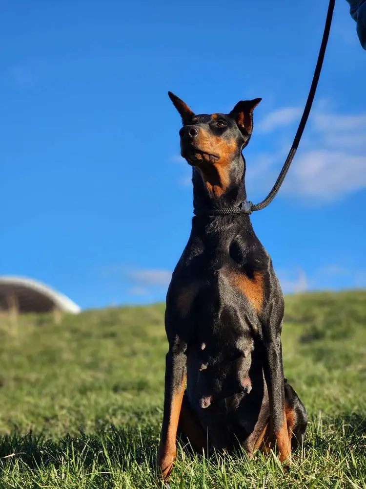 Absolute K9s Midnight Skye Zeppelyn