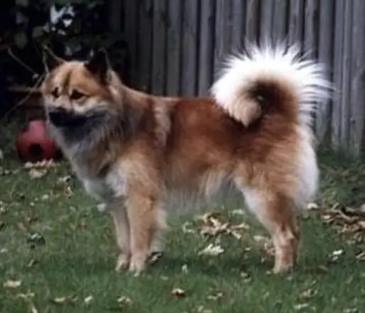 Grímur frá Fuglatorgi
