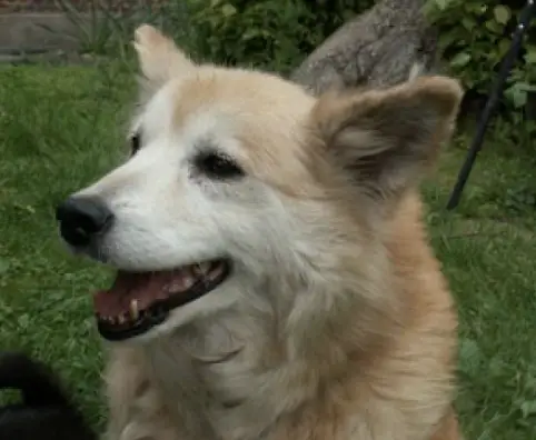 Westmanna’s Nina