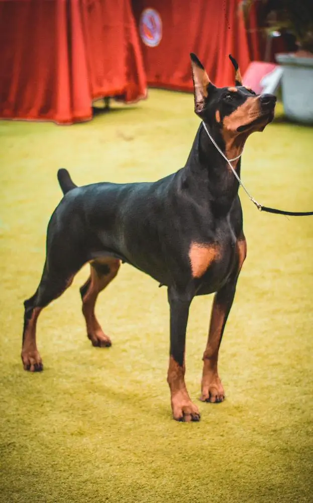 Hemma Black Ve De Legna