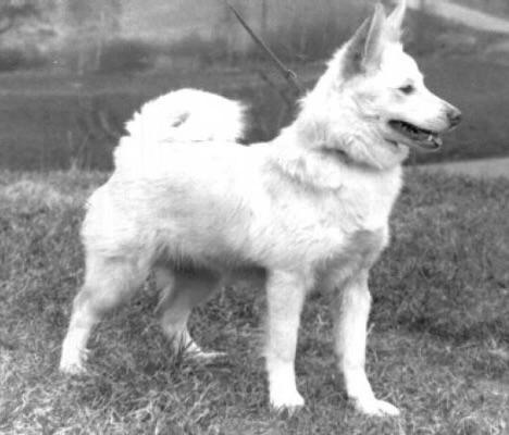 Salka - 19622/82