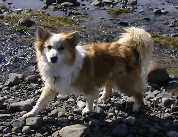 Kirkjufells Kleopatra