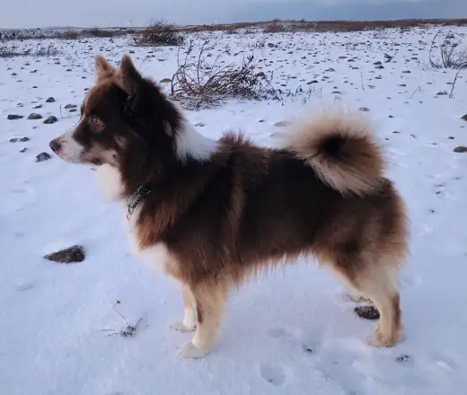 Kersins Sirius