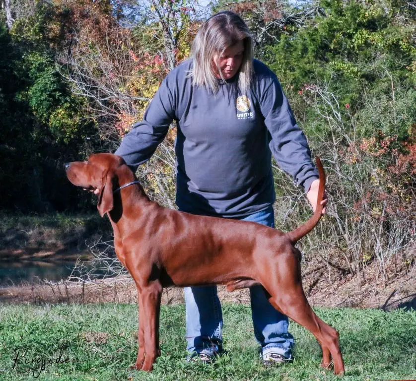 3Colors Red Solo Pup