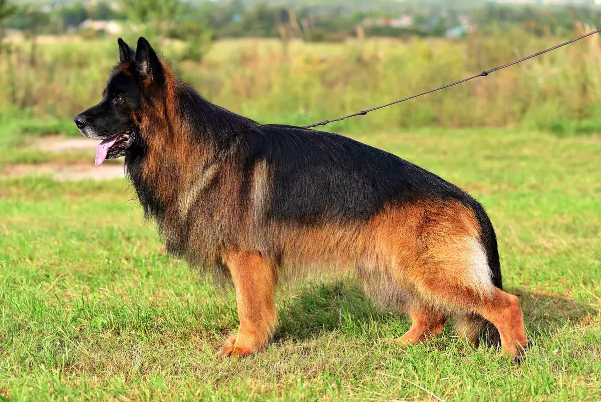 Lerua Madlen Sherkhan