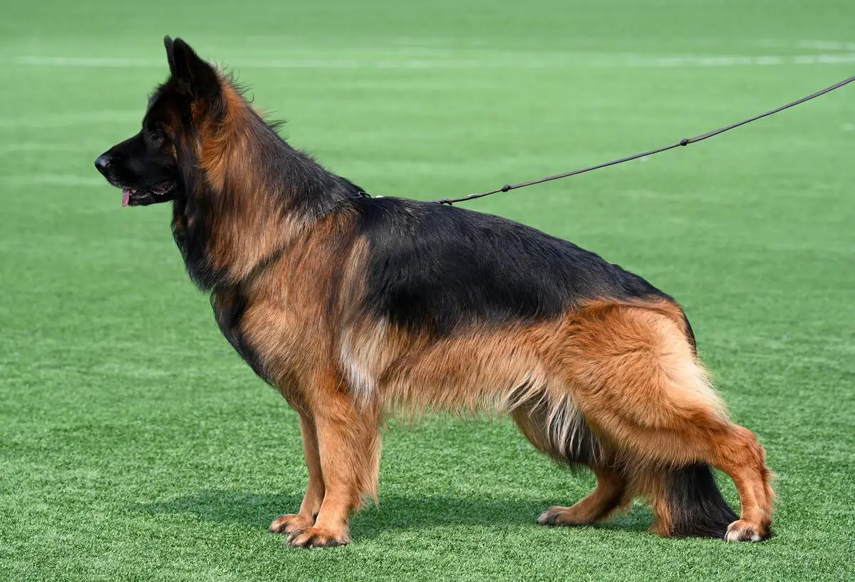 YUGORIYA CIRILLA REBEL