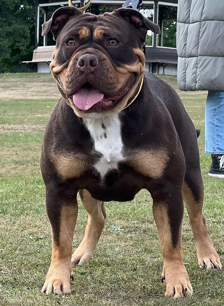 Nebbr bulldog cheap