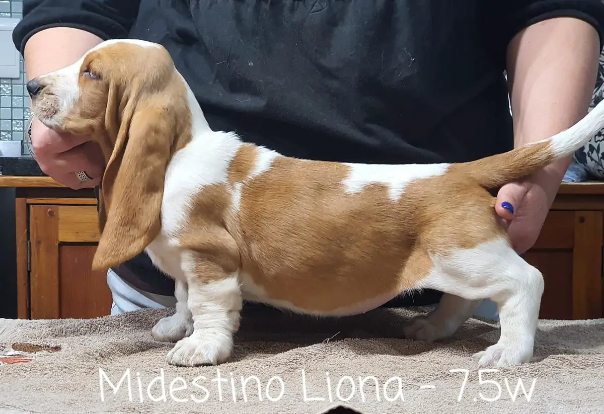 Midestino Liona