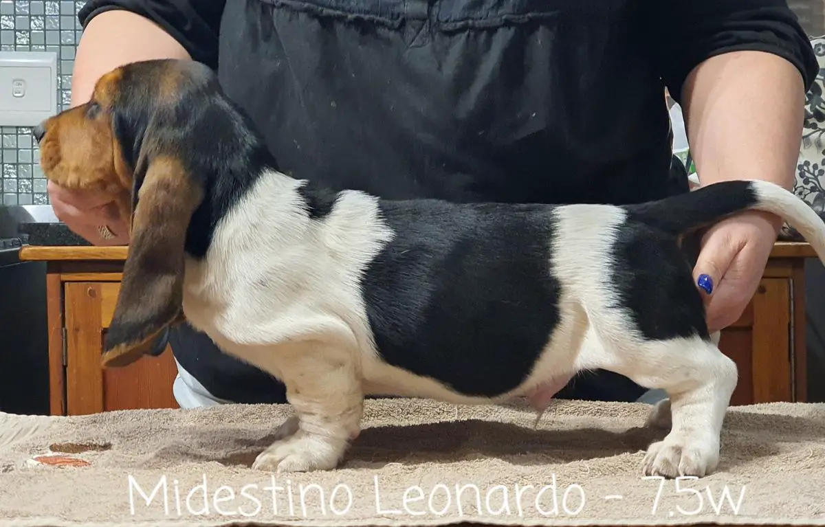Midestino Leonardo