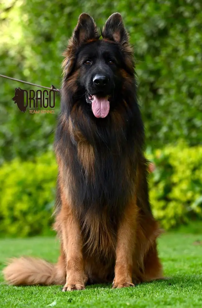 CASTOR Drago Team Serbia