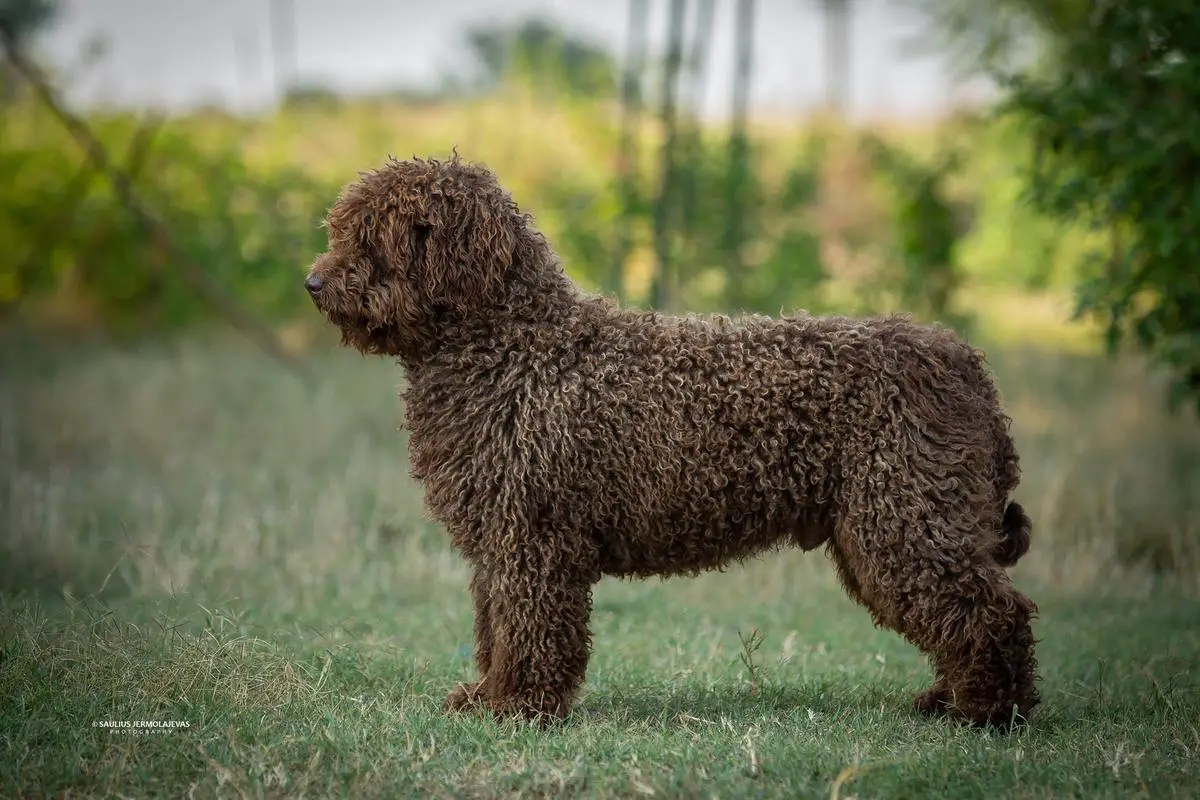 Valentisimo's Tender Teddy