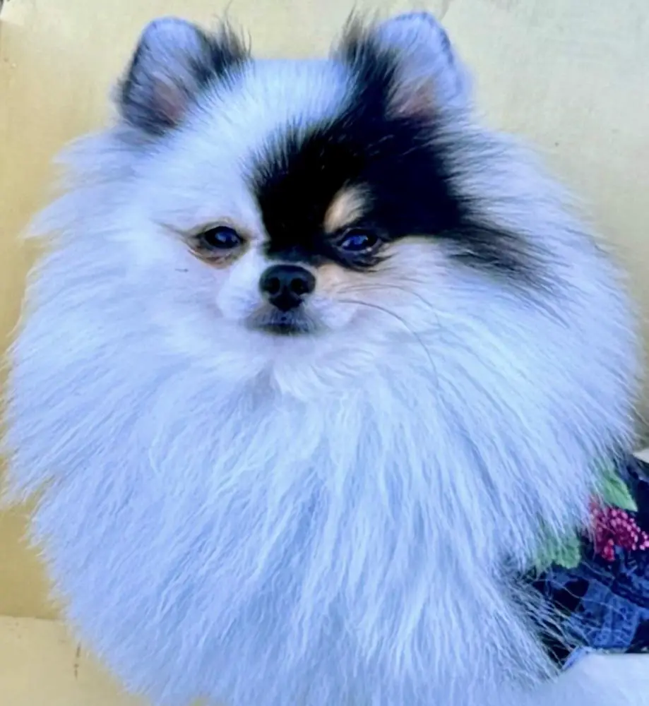 Bei Colori's Work of Art Rembrandt