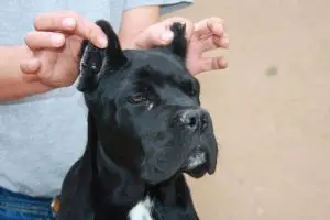 BODYGUARD LAND FERRERA ROCHE