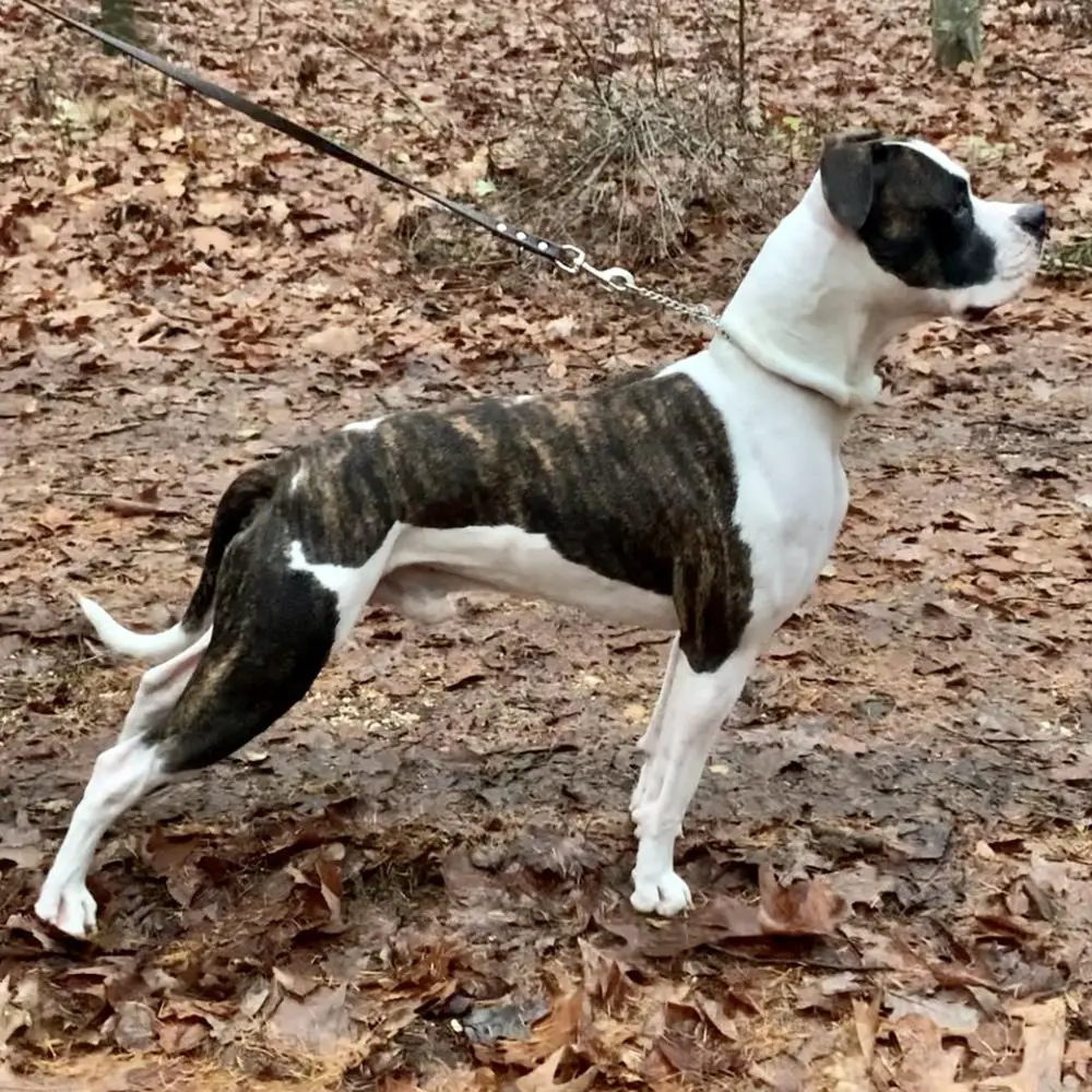 Candys kennels american bulldogs cheap