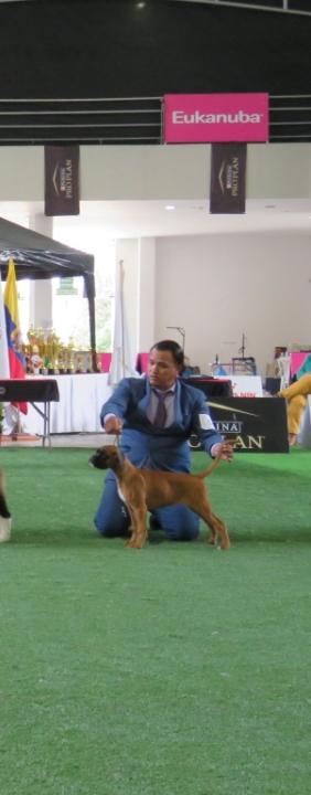 ChISIS de Boxers de la Costa