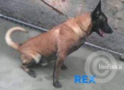 Rex