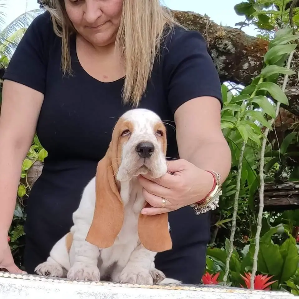 BRave Basset TITO