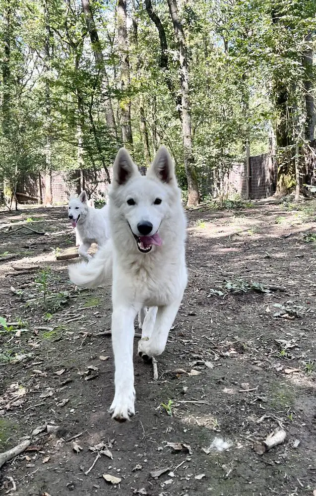 of the Wolf Kingdom Winner Star Annushka