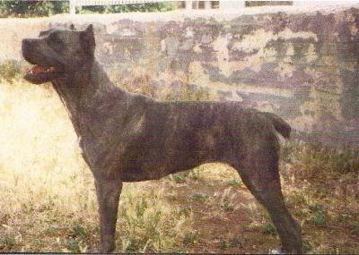 Perla (1994)