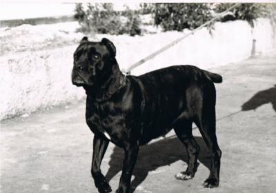 Darma (AG94L3327)