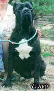 YCARO (RKFR0000004)