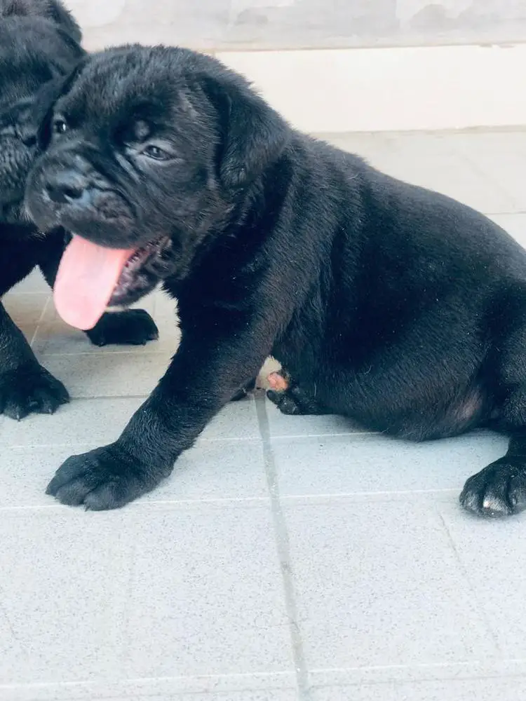 Arya abs