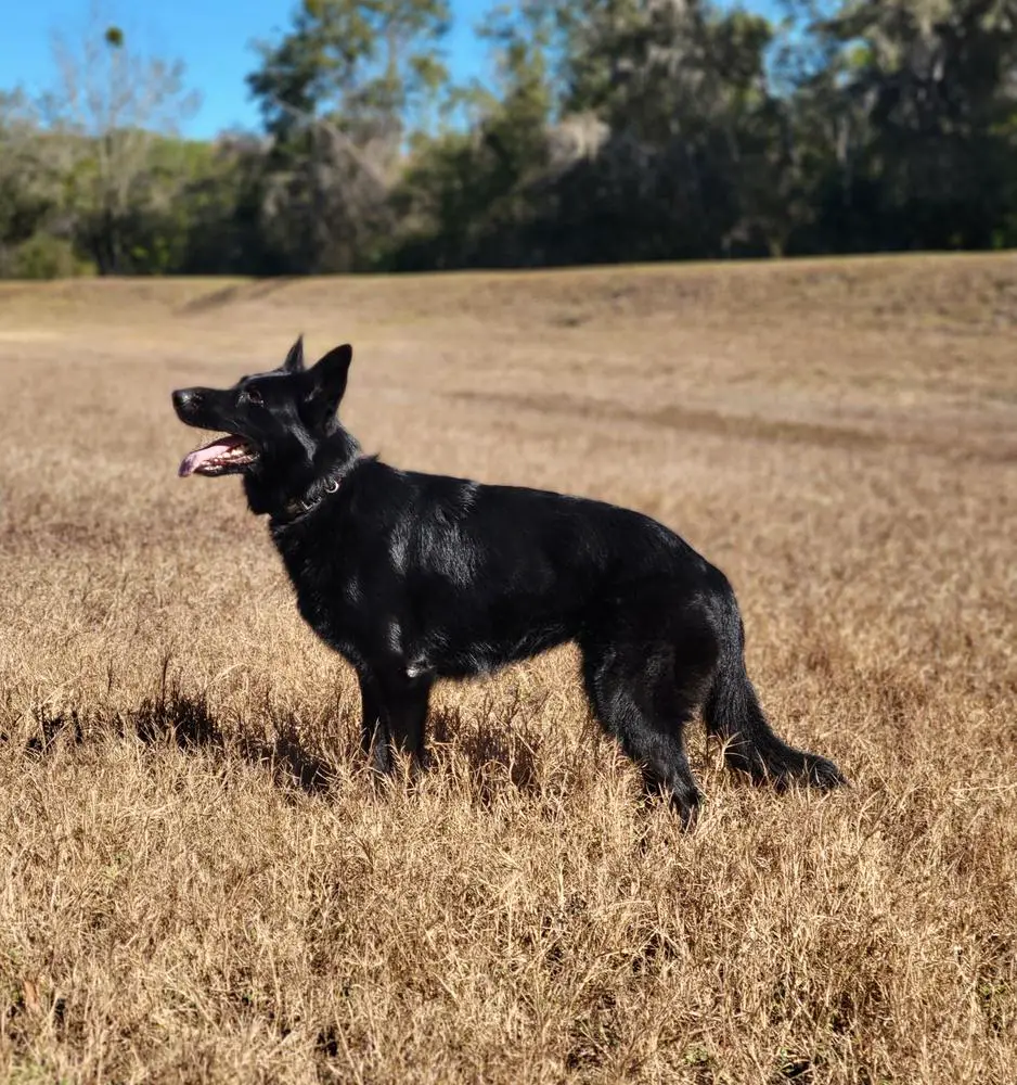 Uzi Vom Haus Der Finsternis