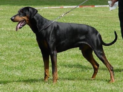 Titan vom Krähenbusch