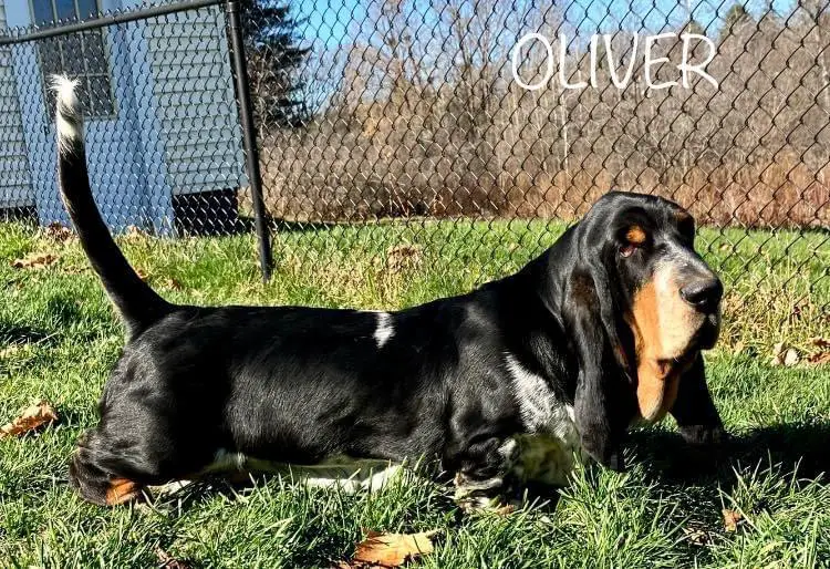 Aladar Von Goldener Fluss (Sir Oliver Cromwell