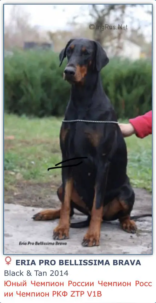Eria Pro Bellissima Brava