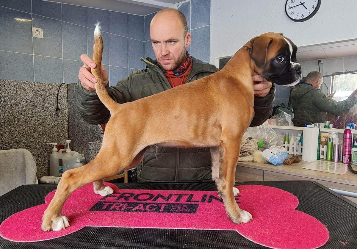 Nova Belli Telsa
