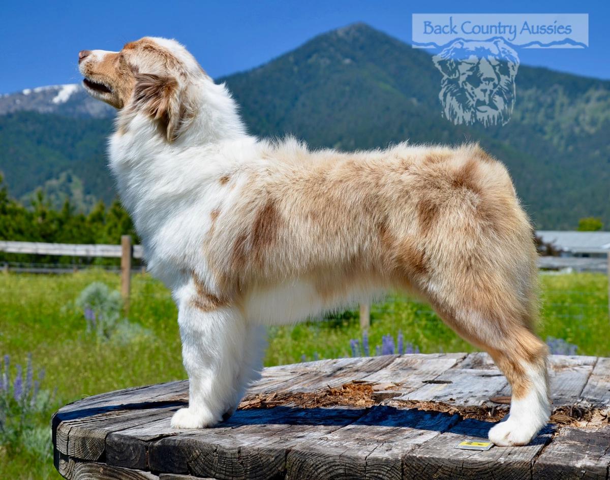Back Country LC Tinker Belle