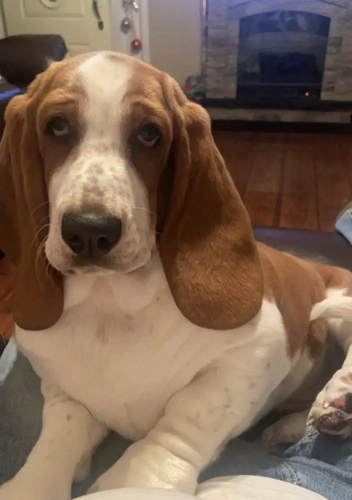 Daphne’s Ginger of Barnes Basset