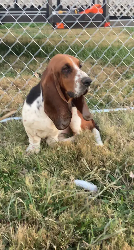 BA Holstein