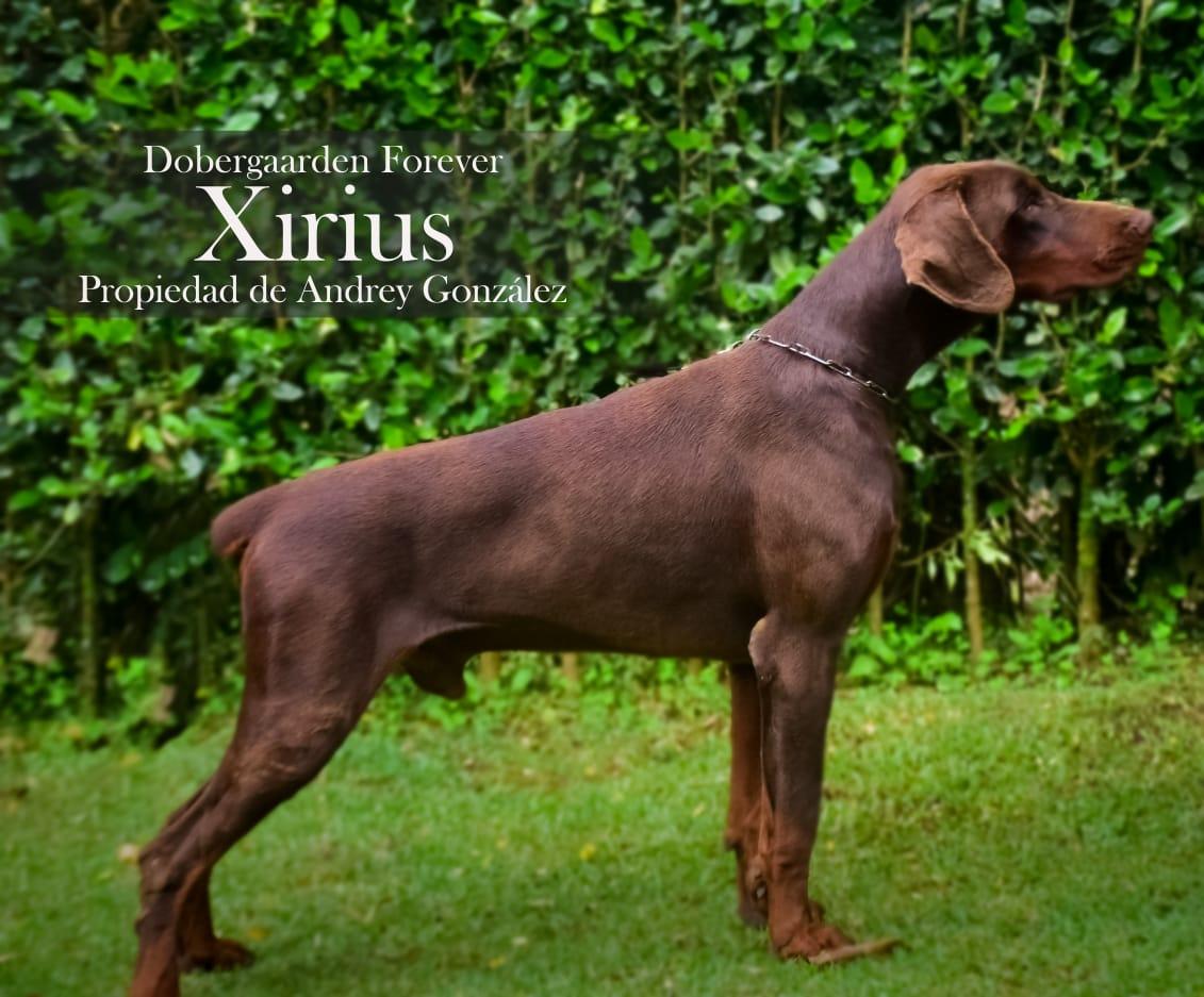 Dobergaarden Forever Xirius