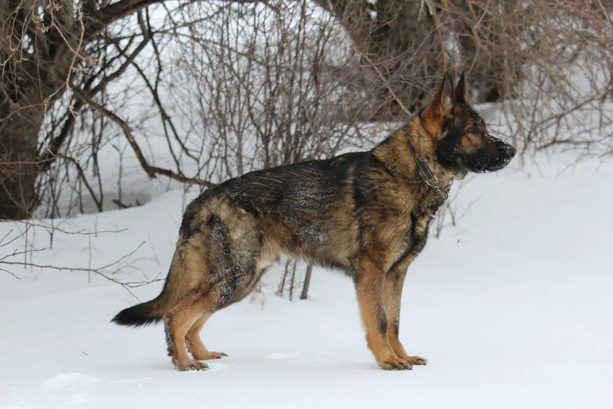 Wildwinds gsd sales