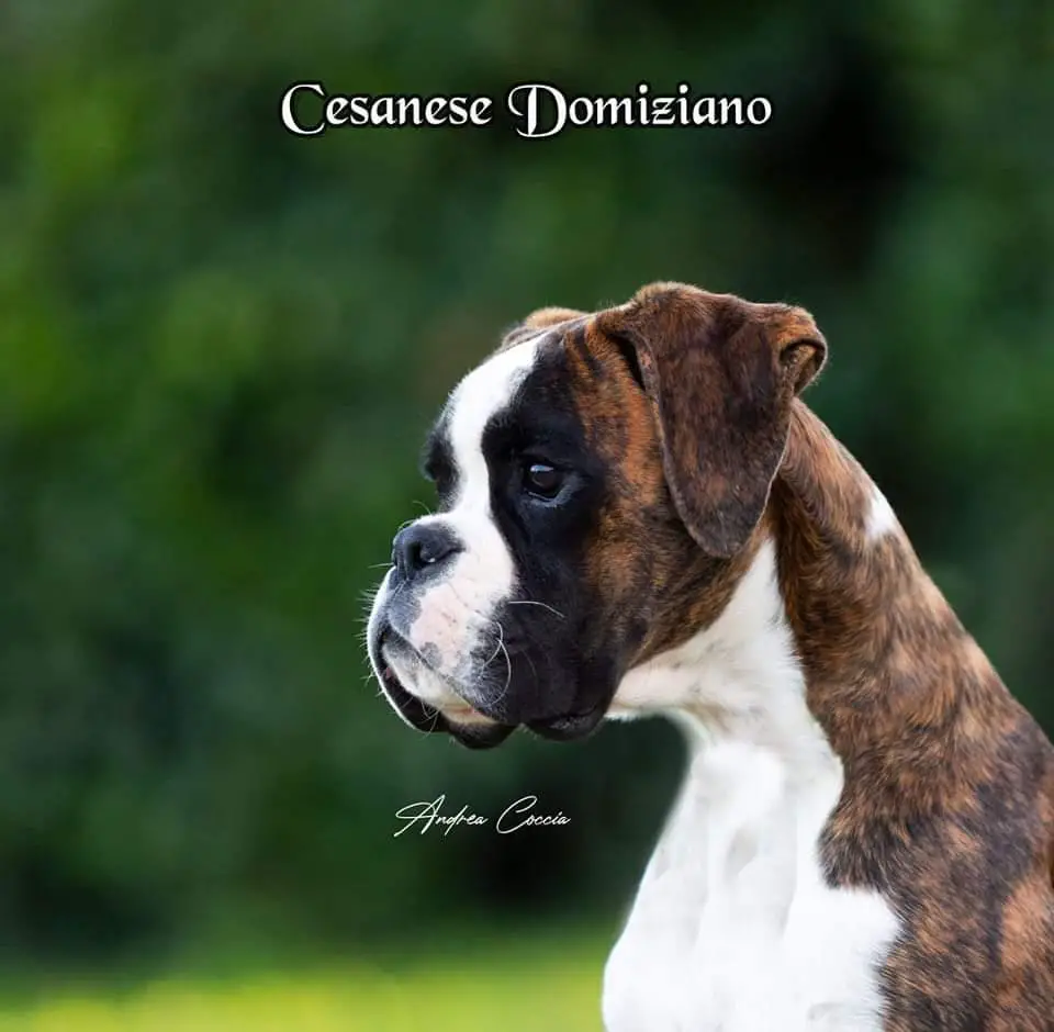 Cesanese Domiziano