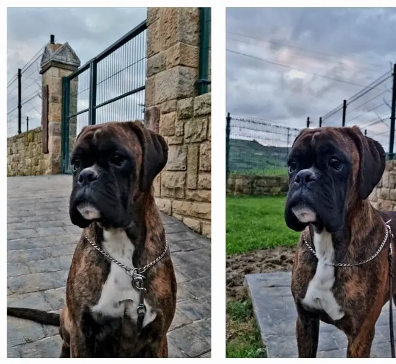 Bija del Cedeja