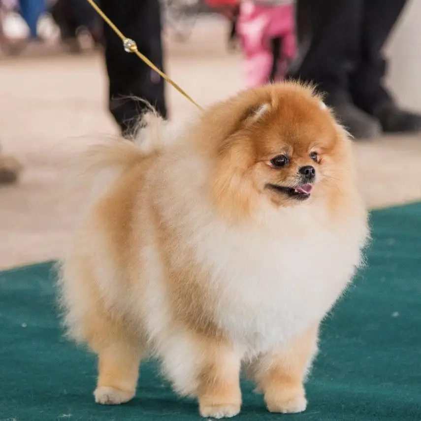 Shining Pom Call Me Mei
