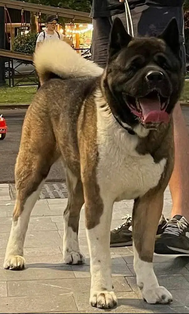 Archibald (GEORGIA)