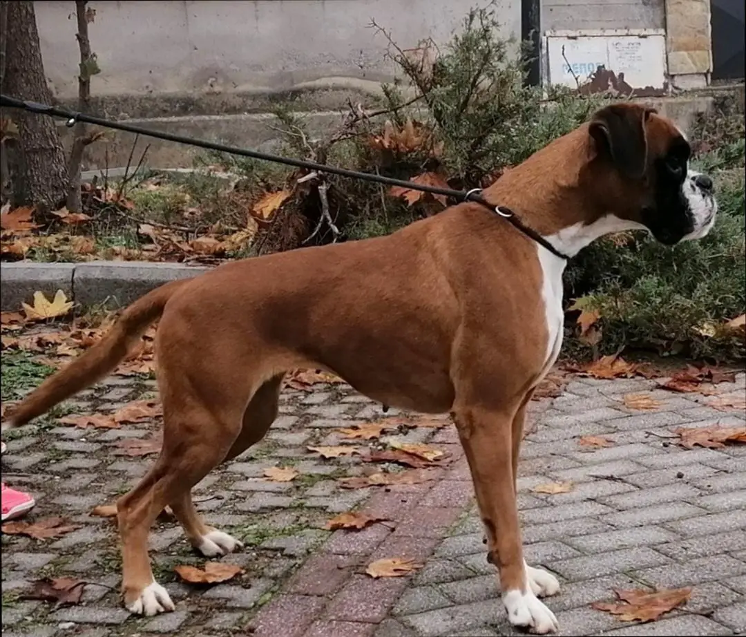 Artemis di Fragmabox