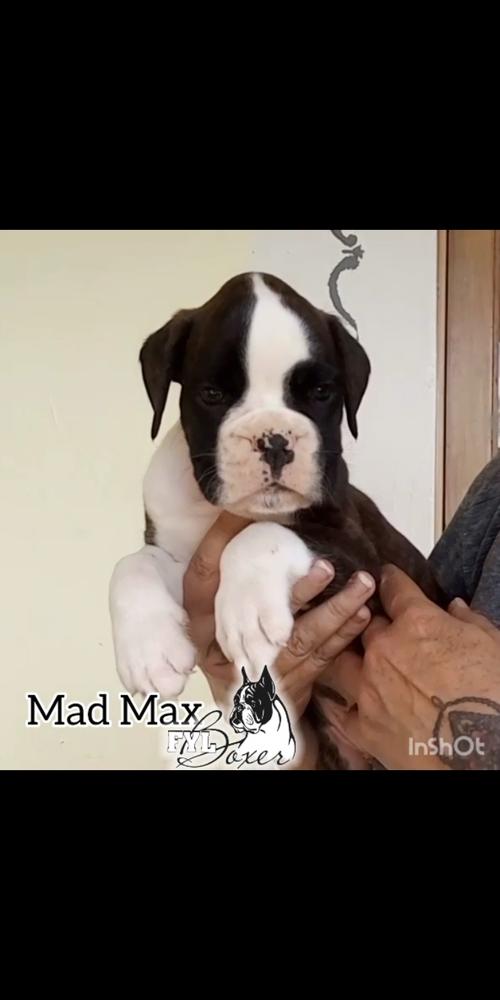 Mad Max (Preciado)