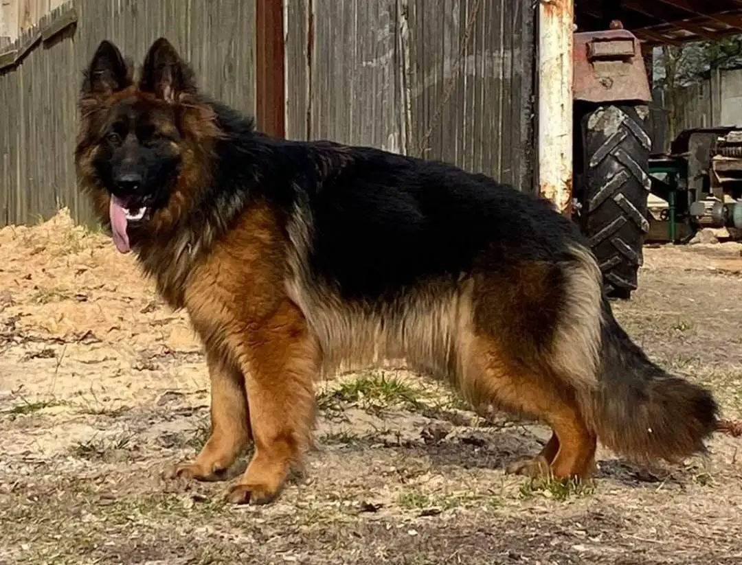 German shepherd best sale female long coat