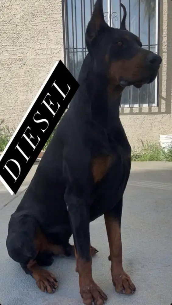 Lares' Diesel