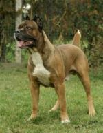 Donar (JR 70329)