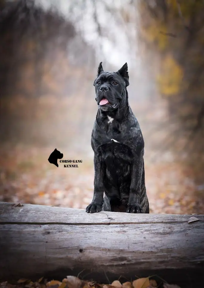 Force Pride Zena